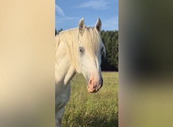 Boulonnais, Gelding, 8 years, 15.2 hh, Grey