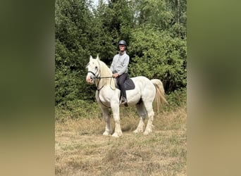 Boulonnais, Gelding, 8 years, 15.2 hh, Grey