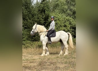 Boulonnais, Gelding, 8 years, 15.2 hh, Grey