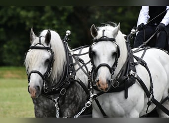 Boulonnais, Wallach, 8 Jahre, 16 hh, Schimmel