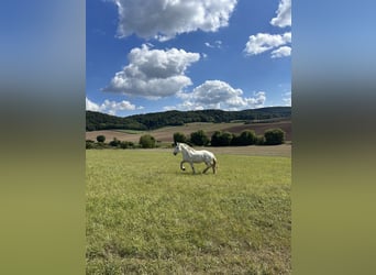 Boulonnais, Gelding, 9 years, 16.2 hh, Grey