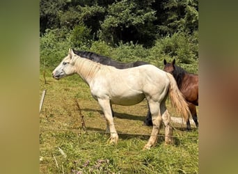 Boulonnais, Giumenta, 1 Anno, 170 cm, Bianco