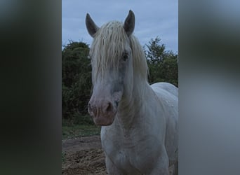 Boulonnais, Hengst, 8 Jaar, 175 cm, Schimmel