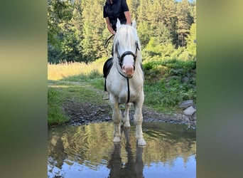 Boulonnais, Hongre, 8 Ans, 161 cm, Gris