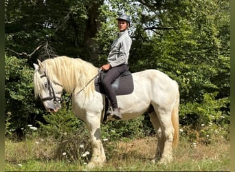 Boulonnais, Hongre, 8 Ans, 161 cm, Gris