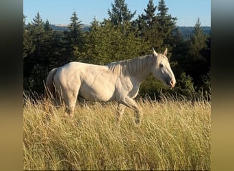 Boulonnais, Jument, 1 Année, 170 cm, Blanc