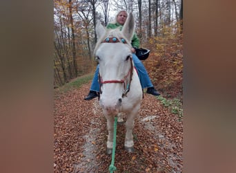 Boulonnais, Mare, 19 years, 16 hh, Gray-Dapple