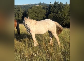 Boulonnais, Mare, 1 year, 16.2 hh, White