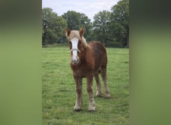 Boulonnais, Merrie, 1 Jaar, Vos