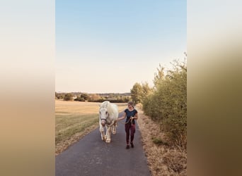 Boulonnais, Wallach, 8 Jahre, 160 cm, Schimmel