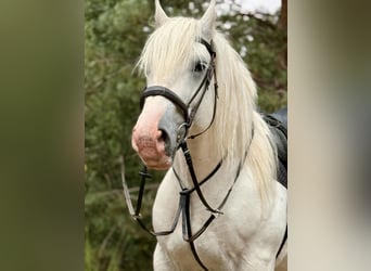 Boulonnais, Wallach, 8 Jahre, 160 cm, Schimmel