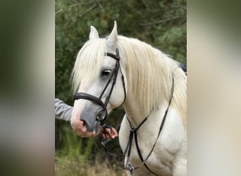 Boulonnais, Wallach, 8 Jahre, 160 cm, Schimmel