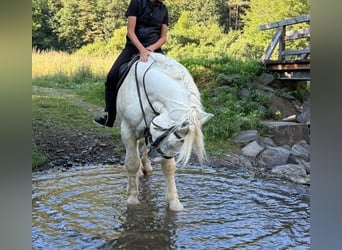 Boulonnais, Wallach, 8 Jahre, 161 cm, Schimmel