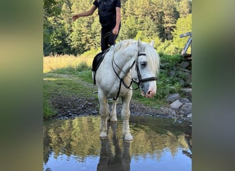 Boulonnais, Wallach, 8 Jahre, 161 cm, Schimmel