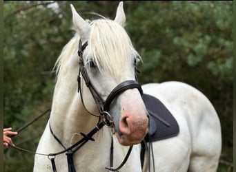 Boulonnais, Wallach, 8 Jahre, 161 cm, Schimmel