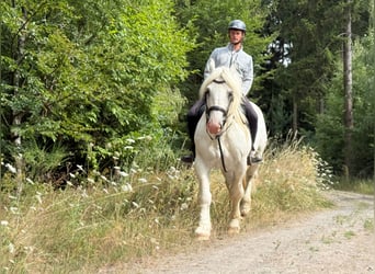 Boulonnais, Wallach, 8 Jahre, 161 cm, Schimmel
