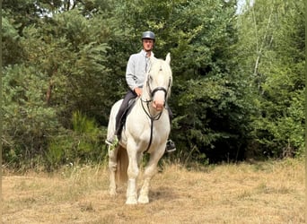 Boulonnais, Wallach, 8 Jahre, 161 cm, Schimmel
