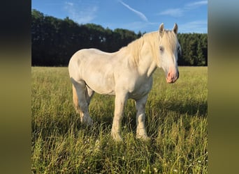 Boulonnais, Wallach, 8 Jahre, 161 cm, Schimmel