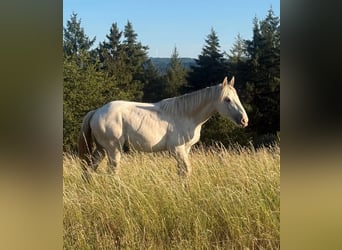Boulonnais, Yegua, 1 año, 170 cm, White/Blanco