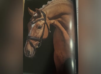 German Riding Pony, Stallion, 16 years, 14.2 hh, Dunalino