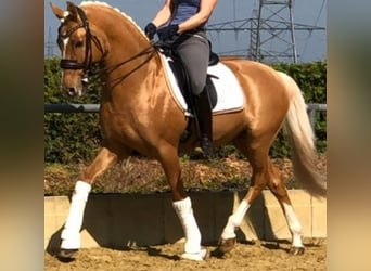 German Riding Pony, Stallion, 16 years, 14.2 hh, Dunalino