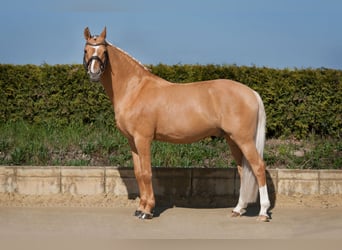 Poni alemán, Semental, 16 años, 150 cm, Dunalino (Cervuno x Palomino)