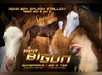 American Quarter Horse, Hengst, 5 Jaar, 150 cm, Overo-alle-kleuren