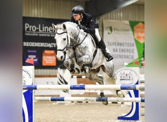 Brandebourgeois, Hongre, 10 Ans, 172 cm, Gris