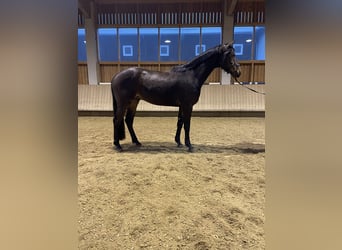 Brandebourgeois, Hongre, 4 Ans, 170 cm, Bai brun foncé
