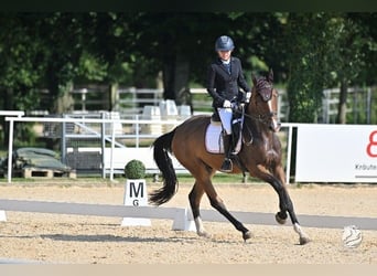 Brandebourgeois, Hongre, 4 Ans, 172 cm, Bai