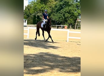 Brandebourgeois, Hongre, 4 Ans, 172 cm, Bai
