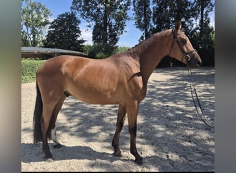 Brandebourgeois, Hongre, 4 Ans, 176 cm, Bai
