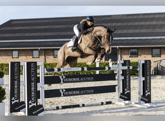 Brandebourgeois, Hongre, 8 Ans, 182 cm, Bai