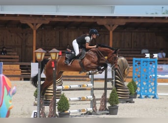 Brandebourgeois Croisé, Hongre, 8 Ans, Bai