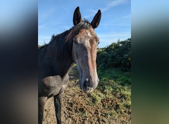 Brandebourgeois, Jument, 3 Ans, 170 cm, Bai brun