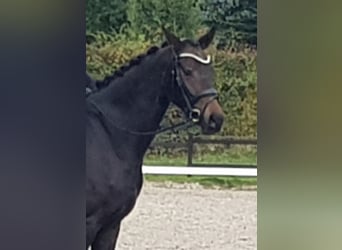 Brandebourgeois, Jument, 4 Ans, 165 cm, Bai brun