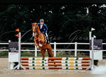Brandebourgeois, Jument, 4 Ans, 168 cm, Alezan