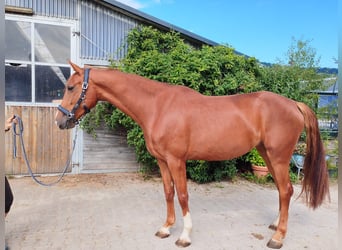 Brandebourgeois, Jument, 4 Ans, 168 cm, Alezan