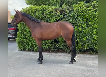 Brandebourgeois, Jument, 7 Ans, 174 cm, Bai