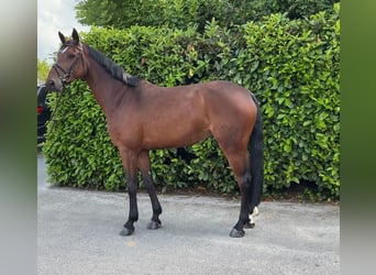 Brandebourgeois, Jument, 7 Ans, 174 cm, Bai