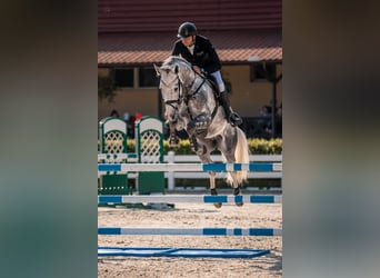 Brandeburghese, Castrone, 10 Anni, 172 cm, Grigio