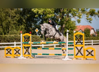 Brandeburghese, Castrone, 10 Anni, 172 cm, Grigio