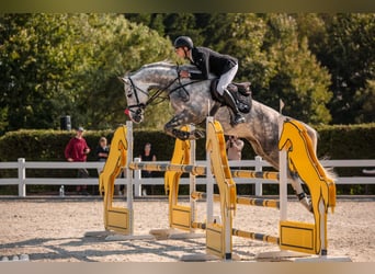 Brandeburghese, Castrone, 10 Anni, 172 cm, Grigio