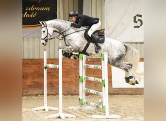 Brandeburghese, Castrone, 10 Anni, 172 cm, Grigio