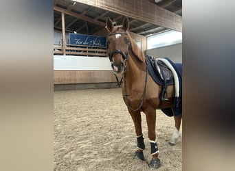 Brandeburghese, Castrone, 11 Anni, Sauro