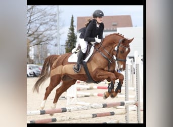 Brandeburghese, Castrone, 11 Anni, Sauro