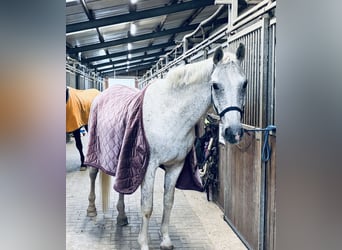 Brandeburghese, Castrone, 17 Anni, 169 cm, Grigio