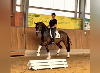 Brandeburghese, Castrone, 4 Anni, 168 cm, Baio