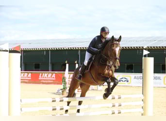 Brandeburghese, Castrone, 4 Anni, 172 cm, Baio