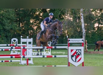 Brandeburghese, Castrone, 7 Anni, 169 cm, Baio